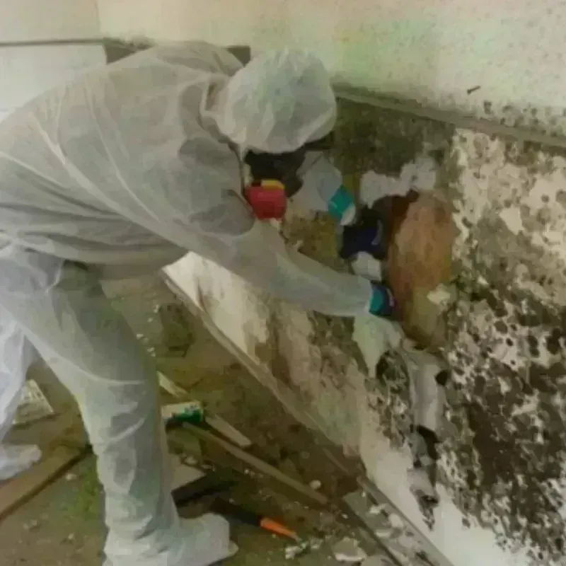 Mold Remediation and Removal in Weirton, WV